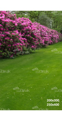 Tło fotograficzne z różaną aleją i zielonym ogrodem | E556